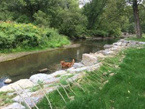 dog in river